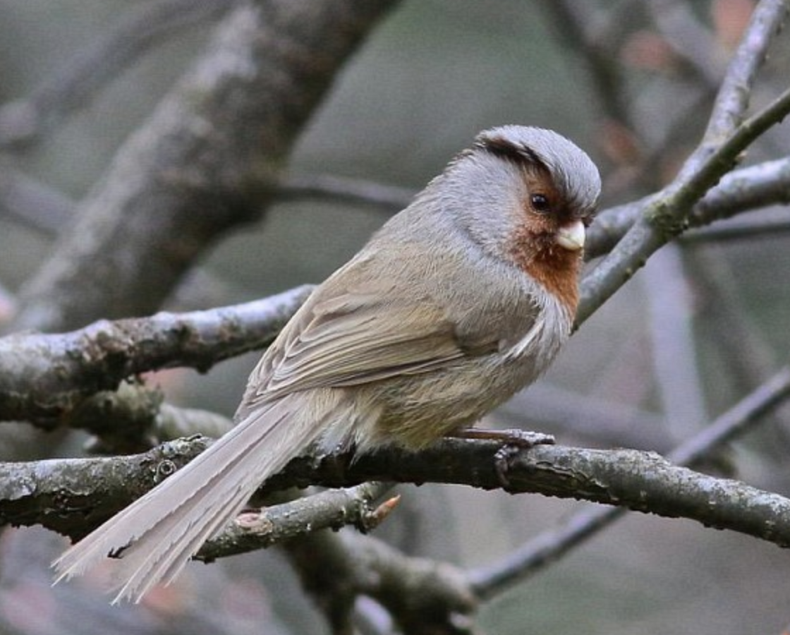 灰冠鸦雀(学名: i>sinosuthora przewalskii /i>)是莺科,鸦雀属小型
