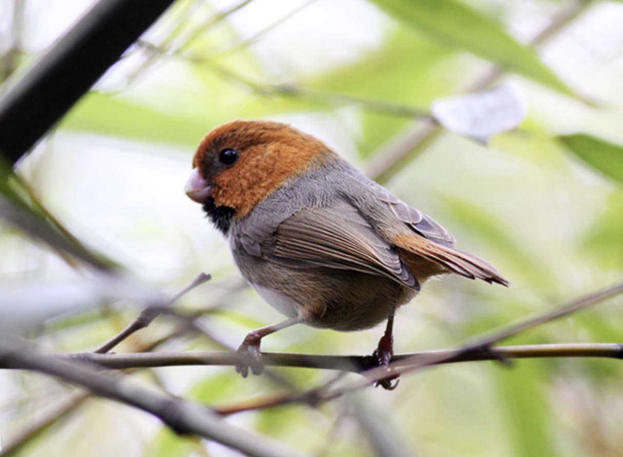  p>短尾鸦雀(学名: i>neosuthora davidiana /i>)是莺科,鸦雀属小型