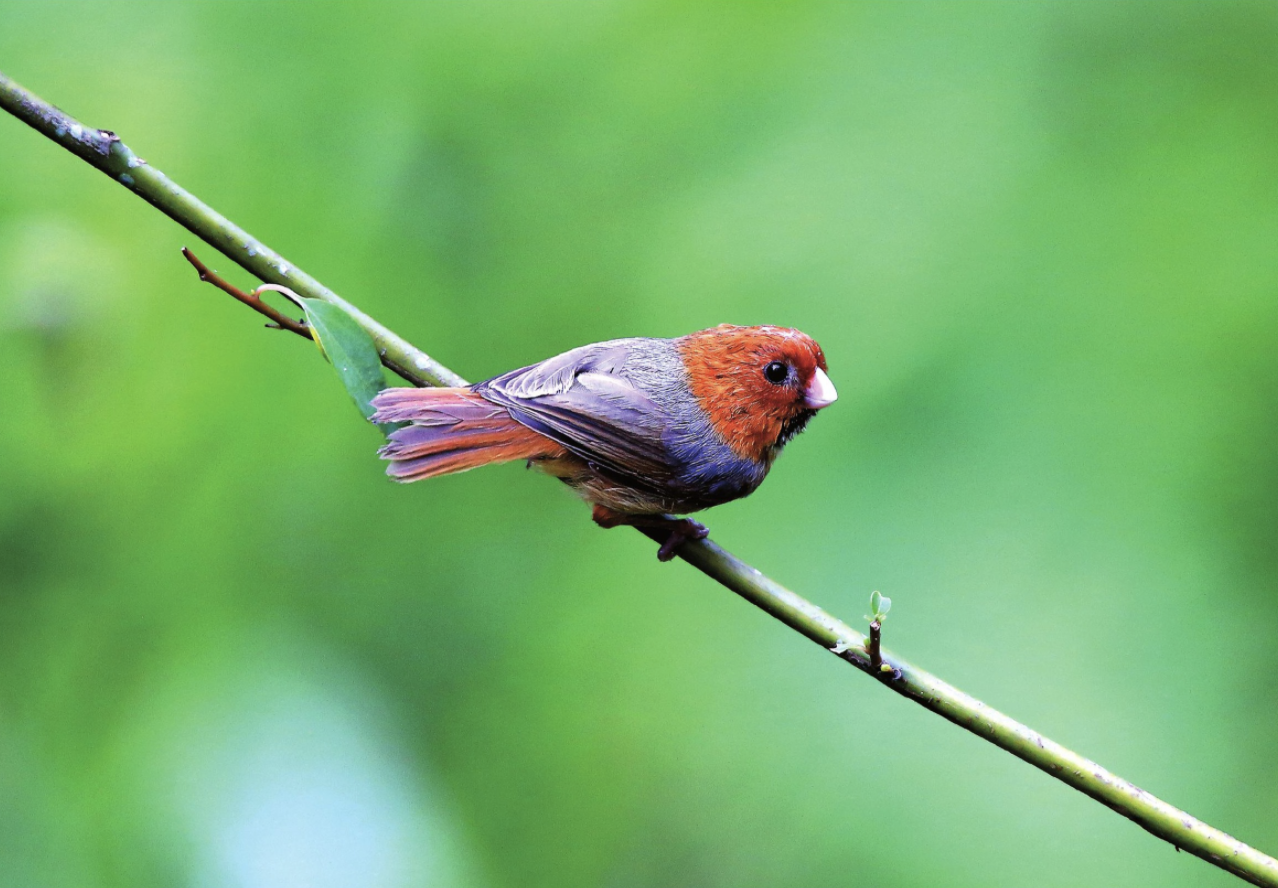  p>短尾鸦雀(学名: i>neosuthora davidiana /i>)是莺科,鸦雀属小型