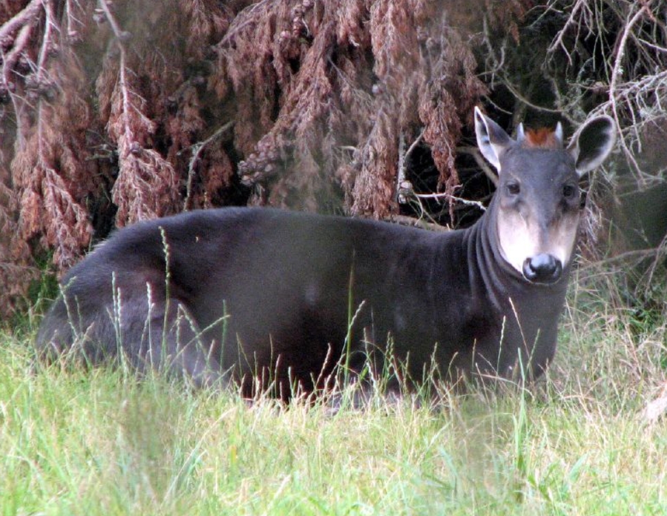  p>黄背小羚羊(学名: i>cephalophus silvicultor /i>):是偶蹄目,牛科