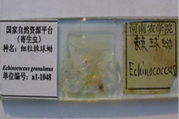 细粒棘球蚴