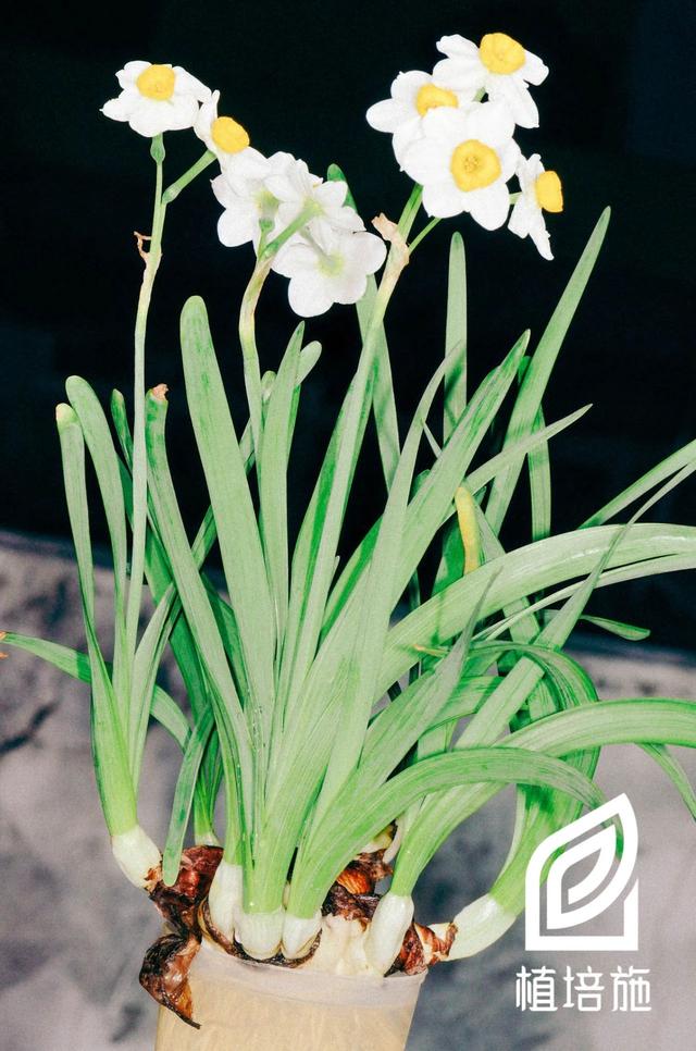 植培施」中国水仙Narcissus tazetta var. chinensis 球根花卉_百科TA说