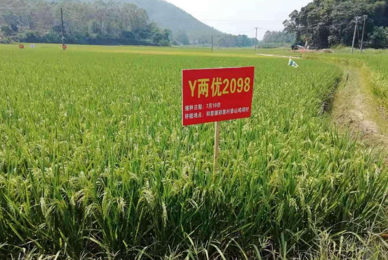 y两优2098