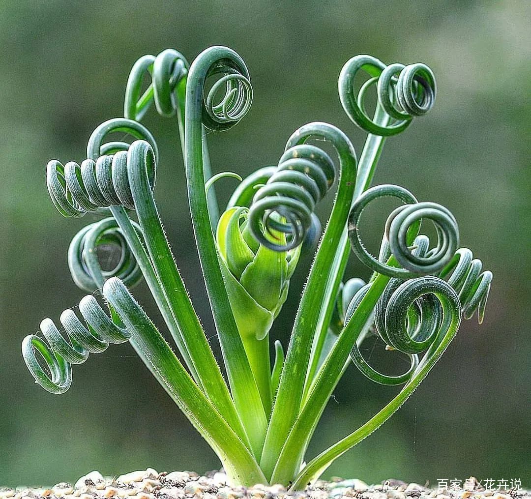 长相奇特的7种植物 认识3种以上的都是大神 百科ta说