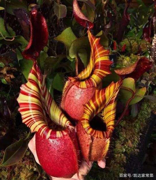 8种猪笼草和外来食虫植物名录_百科TA说