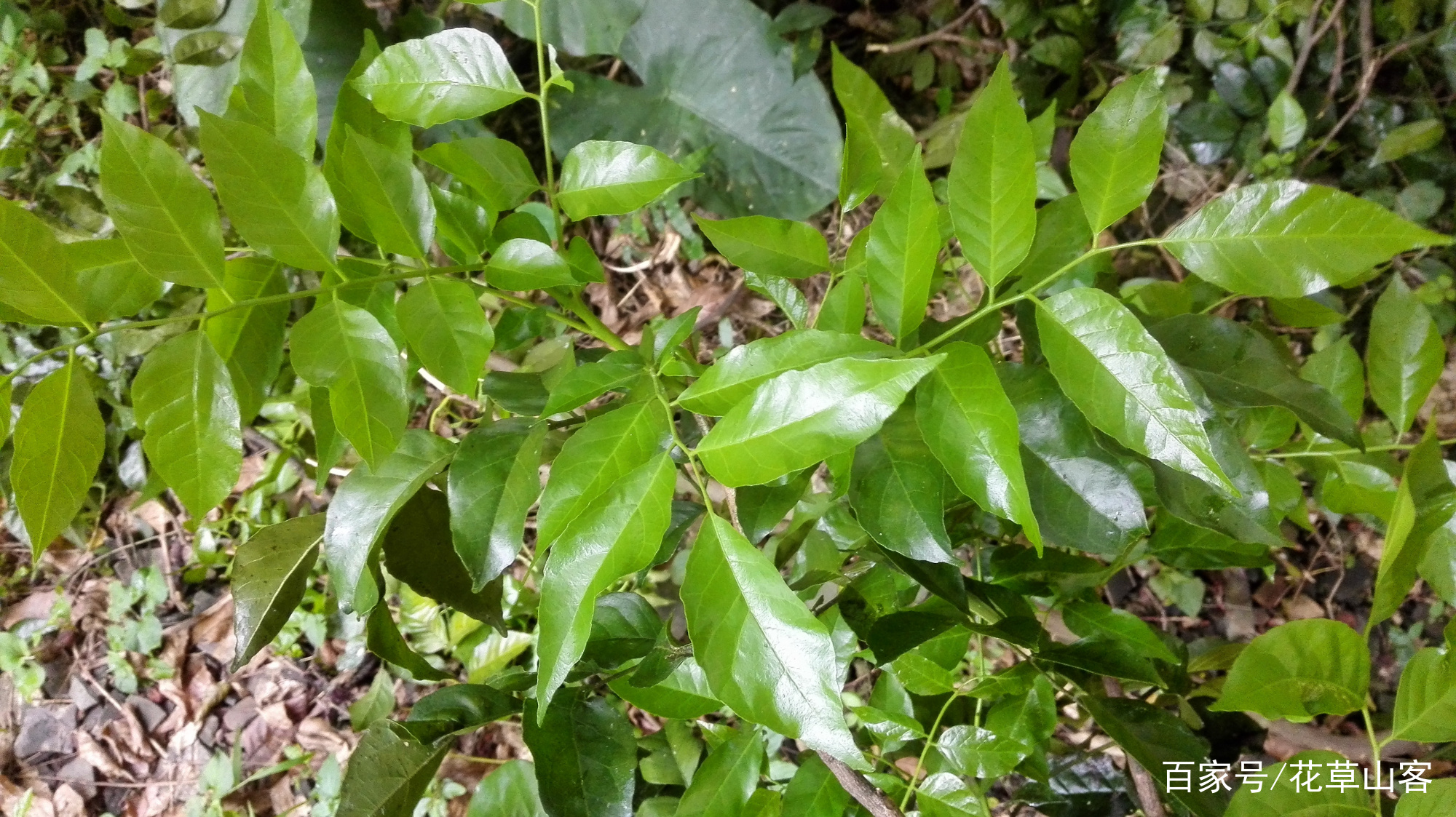 黄皮树，南方常见的一种果树，果叫黄皮果，可能很多人没见过_百科TA说