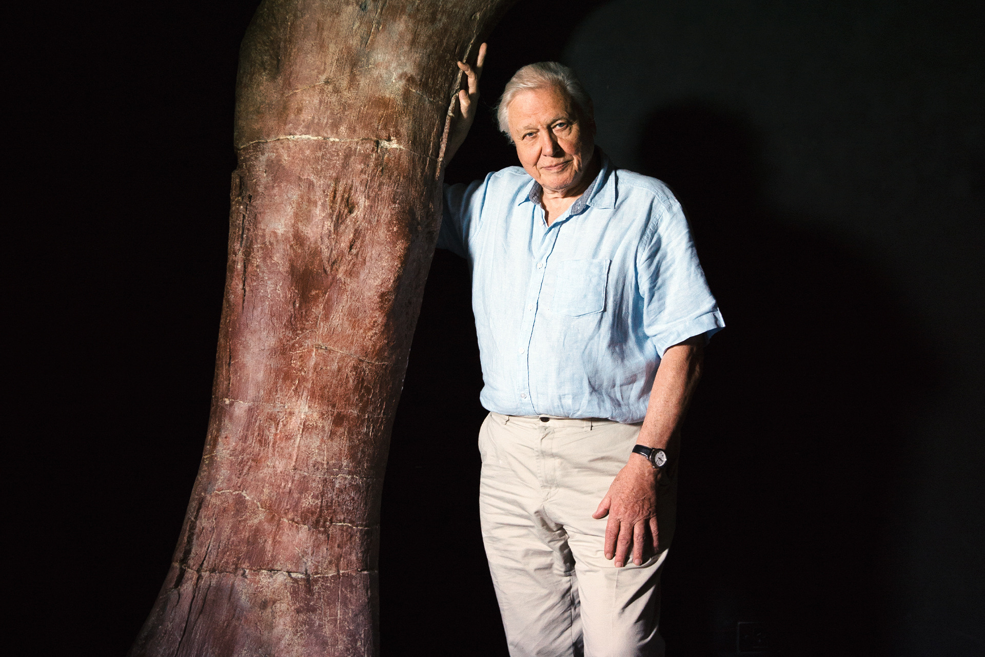 大卫爱登堡和巨龙