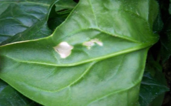  p>菠菜斑点病又称菠菜叶霉病,主要侵害叶片.
