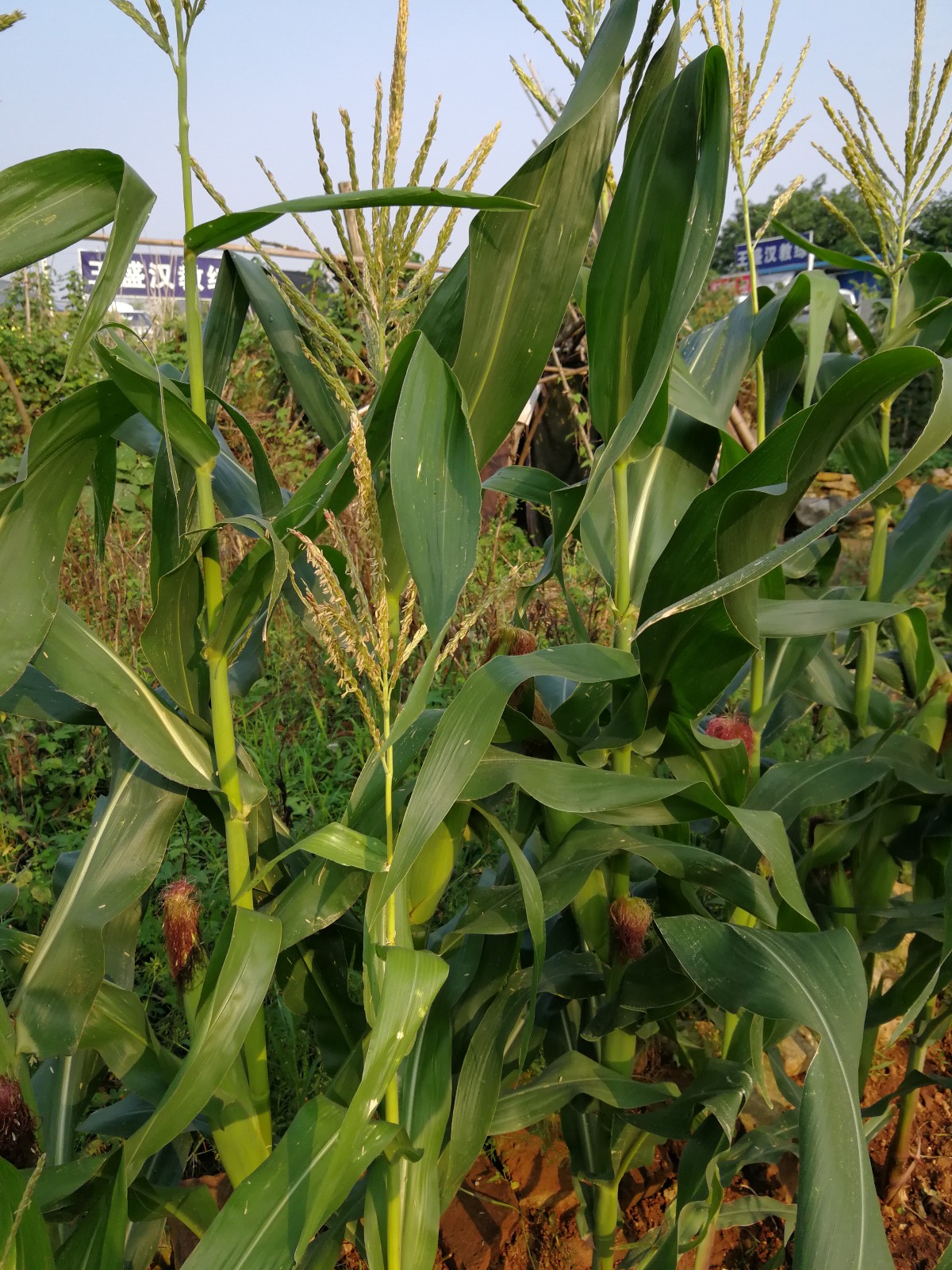  p data-id="txtrogzm8snd">玉蜀黍, a target="_blank" href="/item