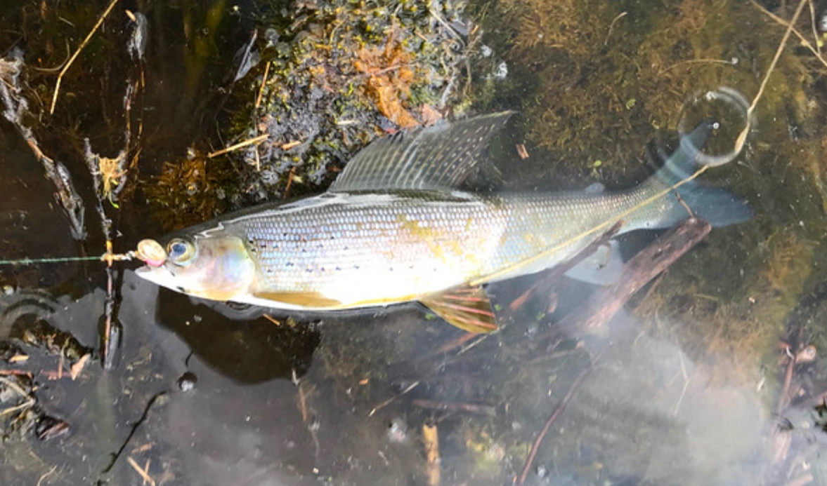  p>北极茴鱼(学名: i>thymallus arcticus /i>):是茴鱼科,茴鱼属的