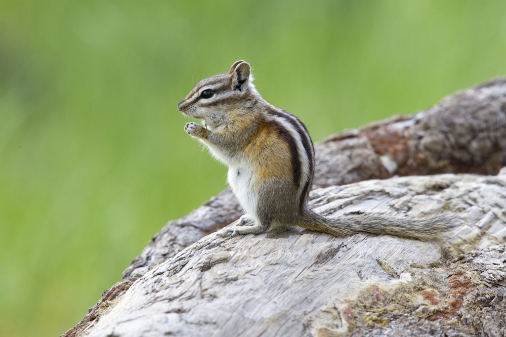 花鼠黑龙江亚种