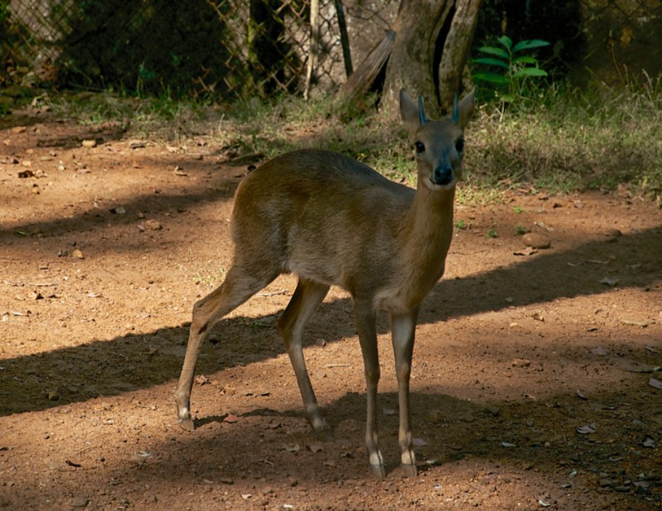  p>四角羚(学名: i>tetracerus quadricornis /i>):是偶蹄目,牛科, a