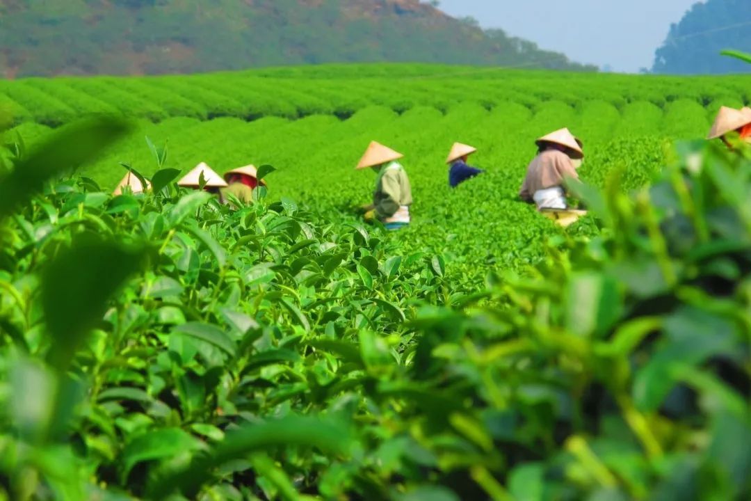 世界三大饮料之一---茶叶，是何时开始种植的？_百科TA说