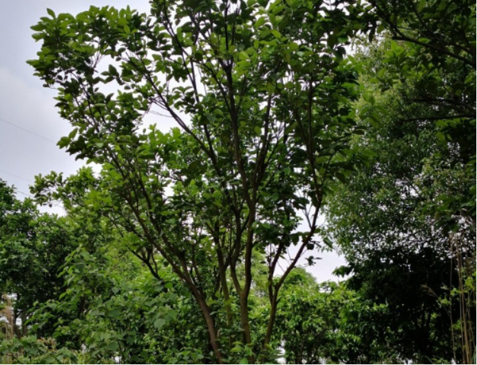 曾被慈禧每日一换的植物——香泡树_百科TA说