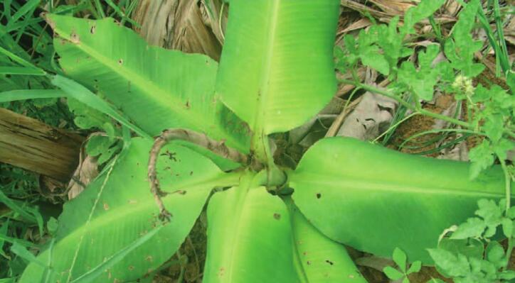 香蕉花叶心腐病