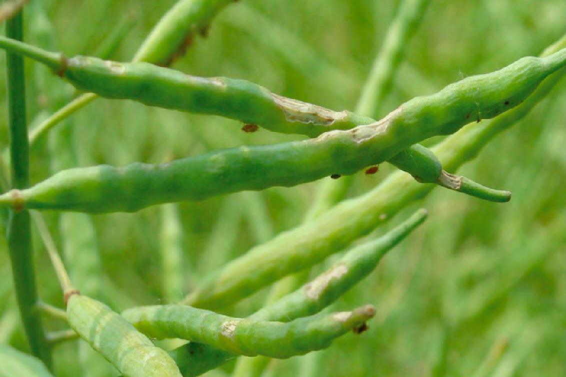 油菜菌核病 (农学 名词)
