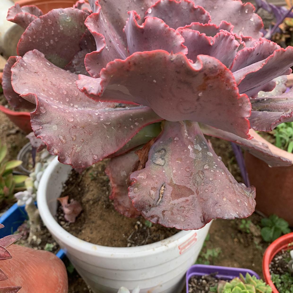 大包菜多肉女王花笠，大盆养长得大，多晒太阳，叶子变成紫色_百科TA说