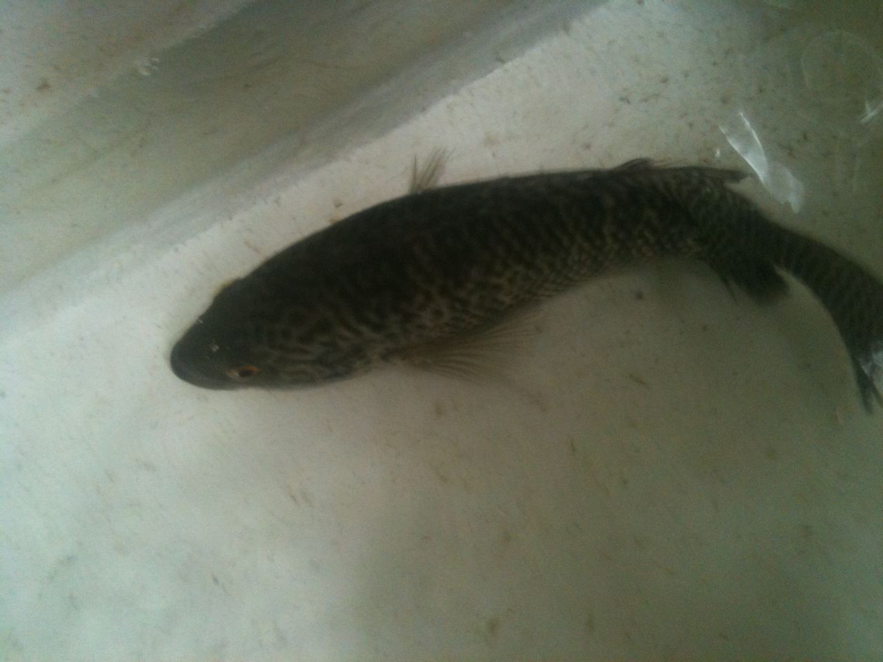  p>为原产于中美洲尼加拉瓜的慈鲷科鱼类.俗称花老虎.