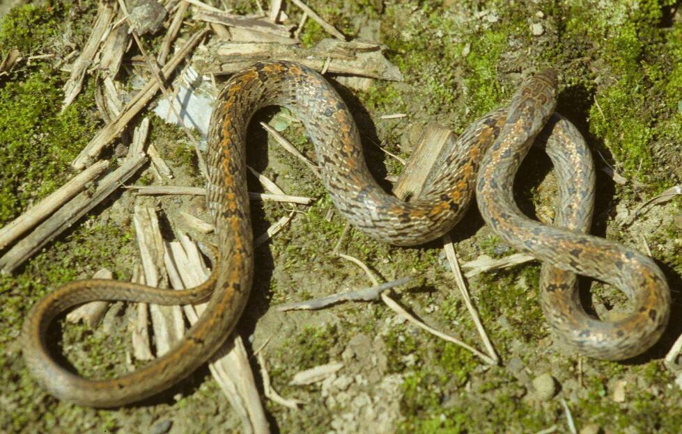  p>赤背松柏根 俗名别名 台湾小头蛇  英 文 名 red back pine root