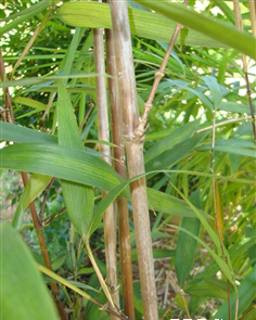  p>刺黑竹(学名: i>chimonobambusa neopurpurea /i> yi )是禾本科,寒