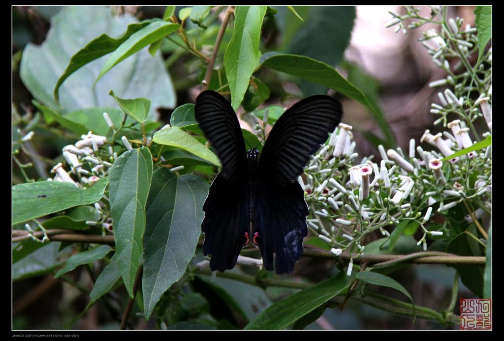  p>蓝凤蝶, i>papilio protenor /i> cramer, a href="#" data-lemma