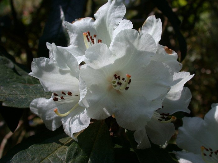  p>树形杜鹃(学名: i>rhododendron arboreum /i> smith):常绿乔木,高
