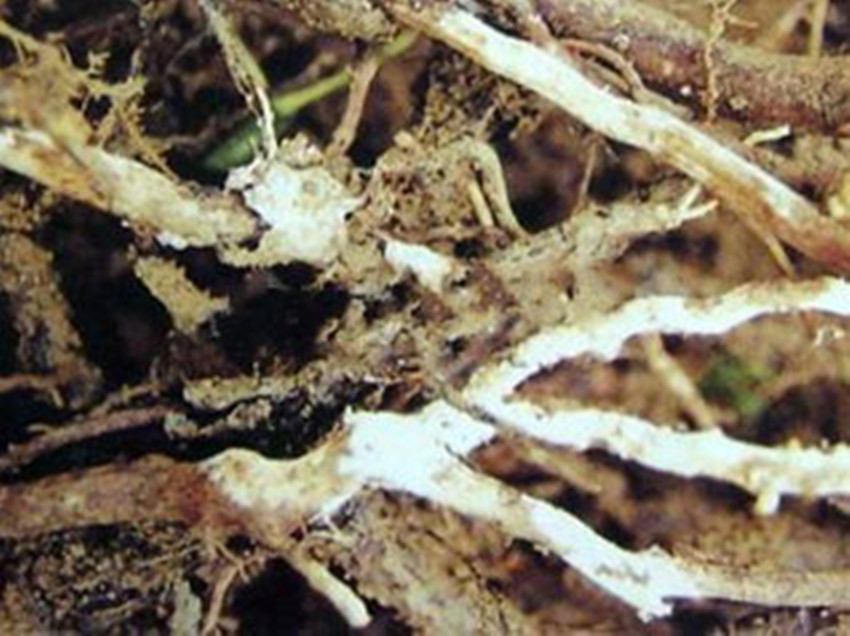 茶白根腐病
