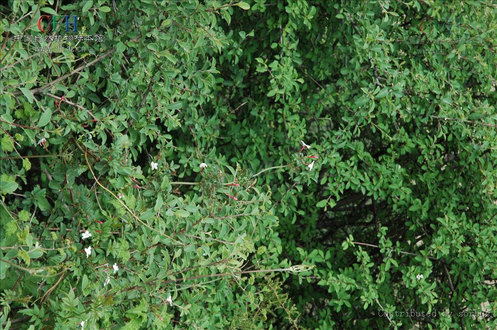 ="gnasb42qbq">酒瓶花, a target="_blank" href="/item/中药/295975"