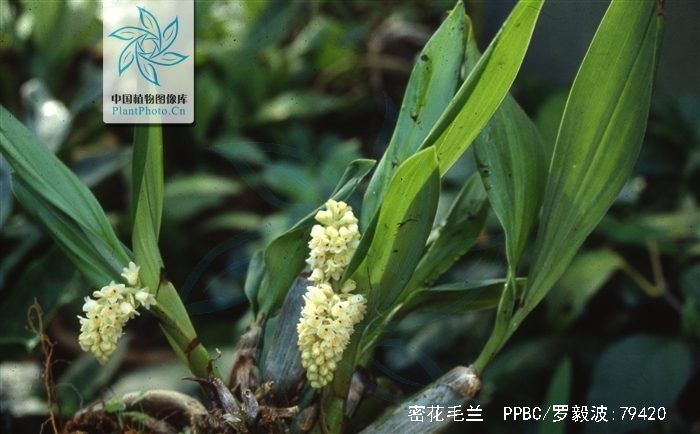  p>密花毛兰(学名: i>eria spicata  /i> (d. don) hand.-mazz.