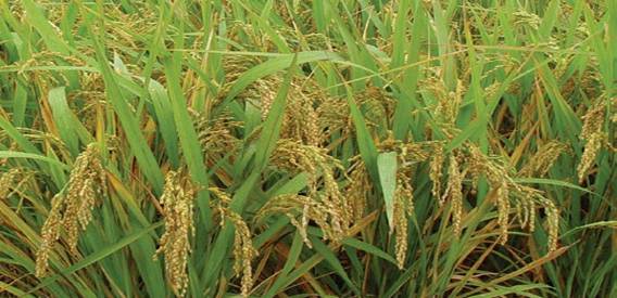  p>嘉优968,籼型三系杂交水稻, a target="_blank" href="/item/南充