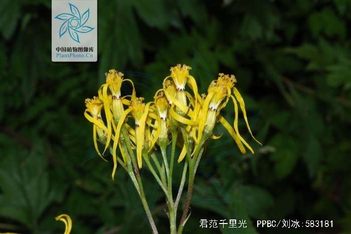  p>君范千里光(学名:senecio lingianus)为 a href="#">菊科 /a> a