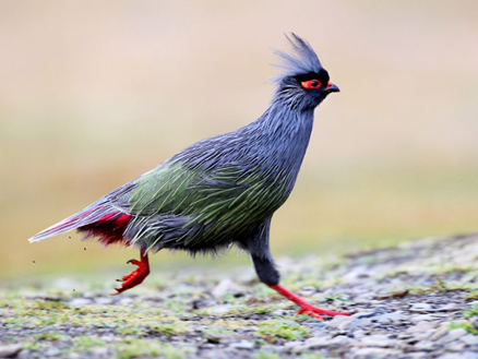  p>血雉(学名: i>ithaginis cruentus /i>)雉科血雉属鸟类,别名血鸡