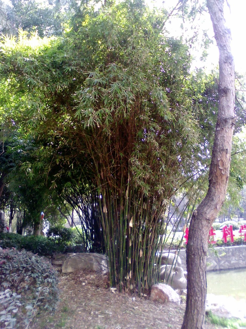  p>箭竹(fargesia spathacea franch)是禾本科,箭竹属竹类植物.