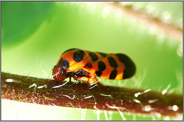  p>小斑红沫蝉(cosmoscarta bispecularis)属沫蝉科, a href="#" data