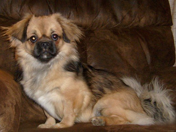 >",原产 a href="#" data-lemmaid="5815044">喜马拉雅山脉 /a>的西藏