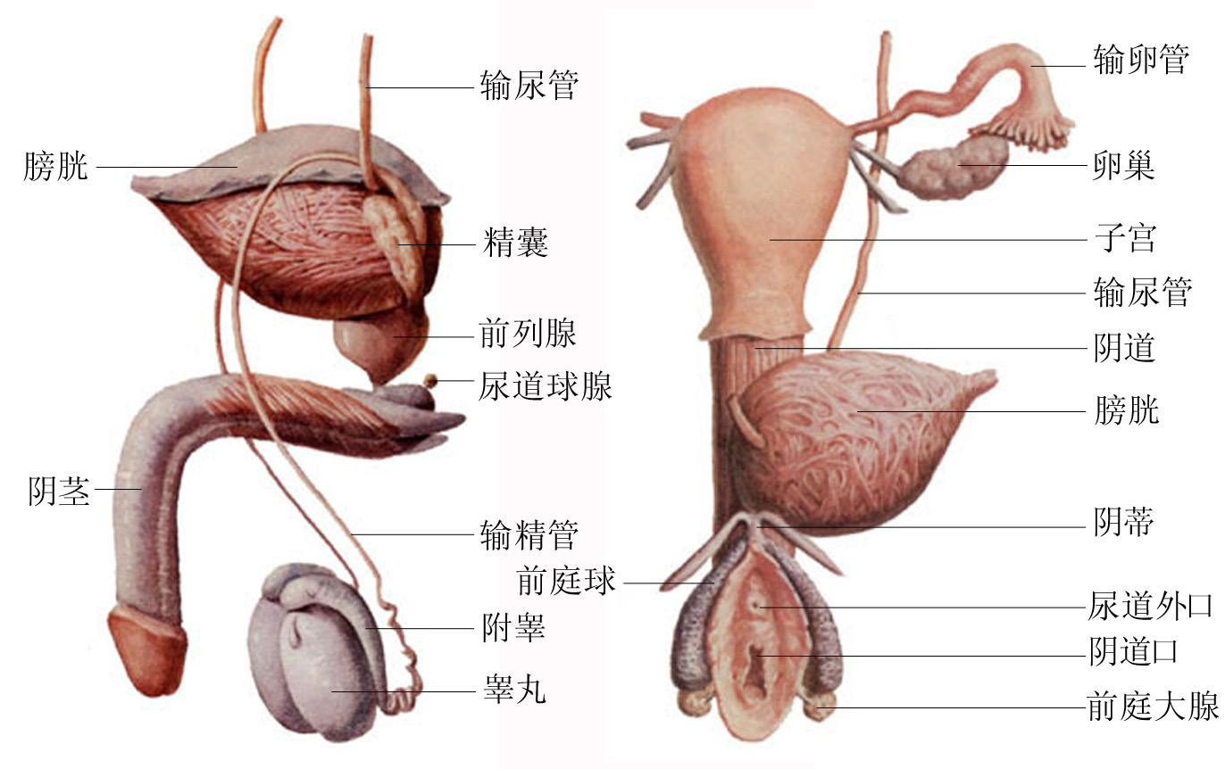 可分为 a target="_blank" href="/item/前庭大腺/8898372" data