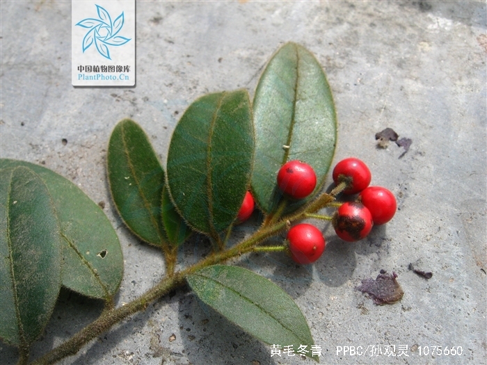 黄毛冬青