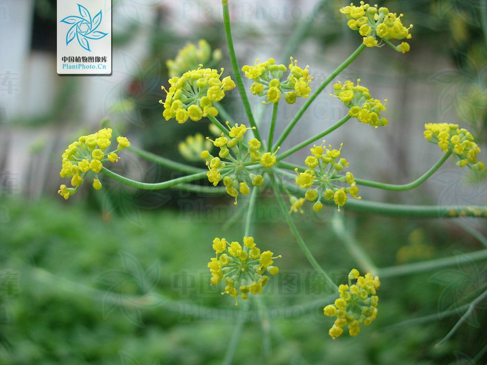  p>茴香(学名: i>foeniculum vulgare /i> mill.)伞形科草本,高0.