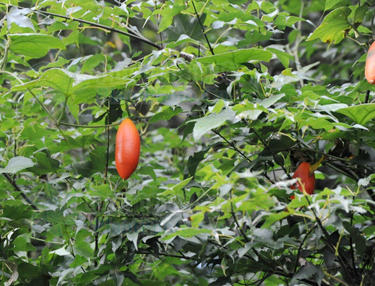 王瓜(王瓜根的功效和作用)