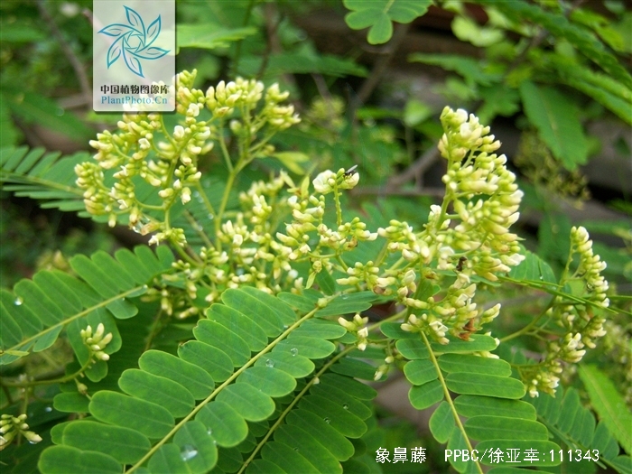  p>象鼻藤(学名: i>dalbergia mimosoides /i> franch.