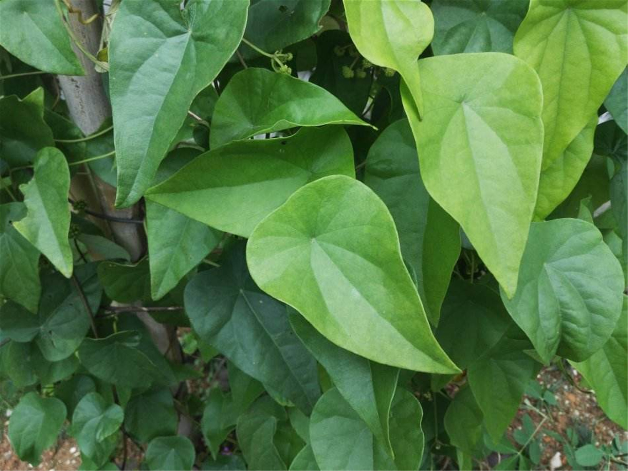 粪箕笃