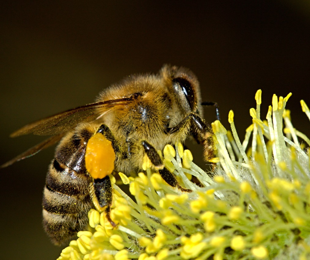 膜翅目(hymenoptera)