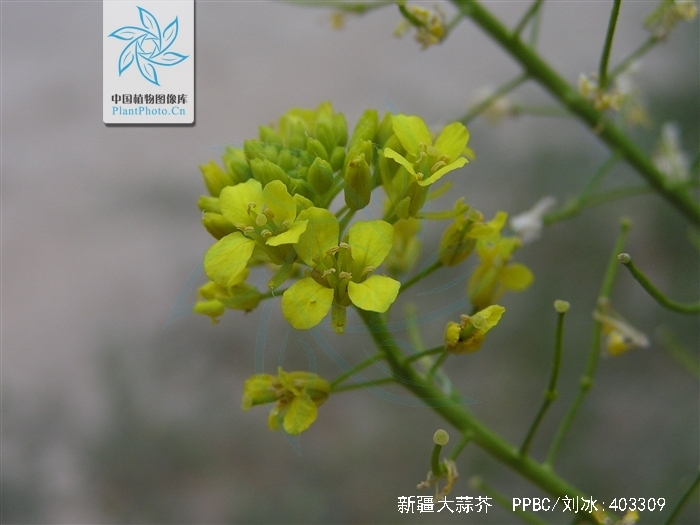 sisymbrium loeselii var. brevicarpum