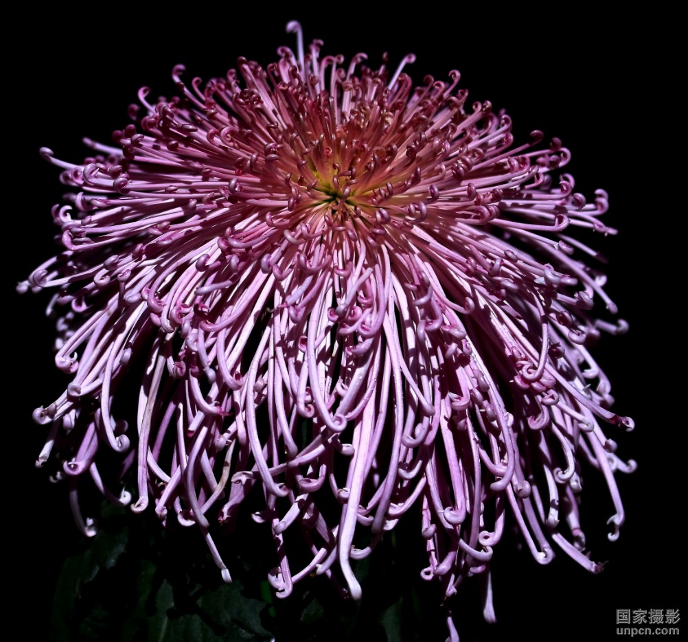 notoseris psilolepis