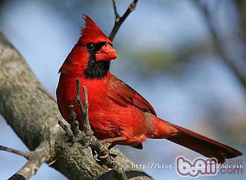 northern cardinal