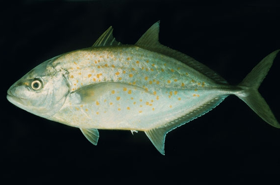 侧线前部弧形,后部直线状,多为棱鳞.尾柄细,尾鳍深叉形. /p>