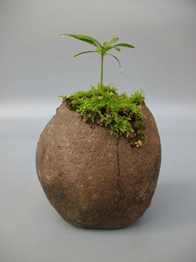 石头花盆(石头花盆漏水了怎么办)