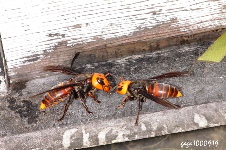  p>大颚尖腹蜂( i>schizocoelioxys mandibularis /i> nylander,1848)