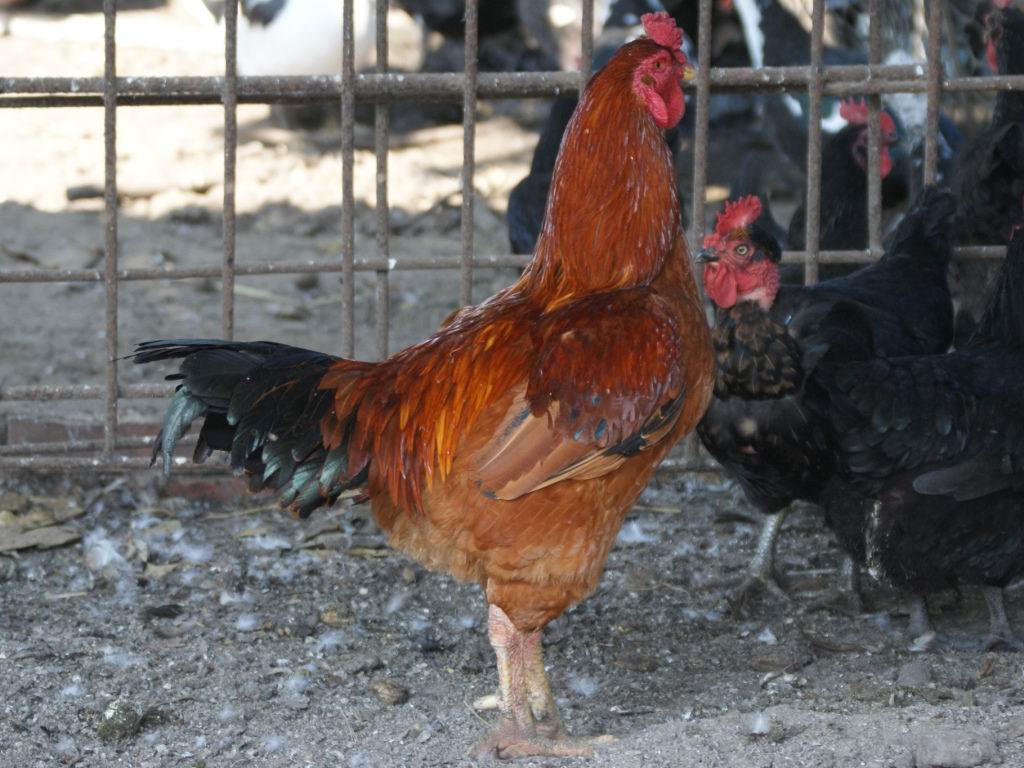 海佩科红羽肉鸡