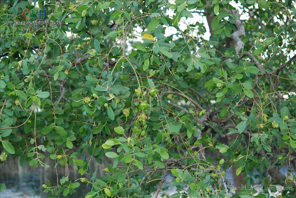  p>海桑属(学名: i>sonneratia l. /i> f.)是海桑科一个下属.